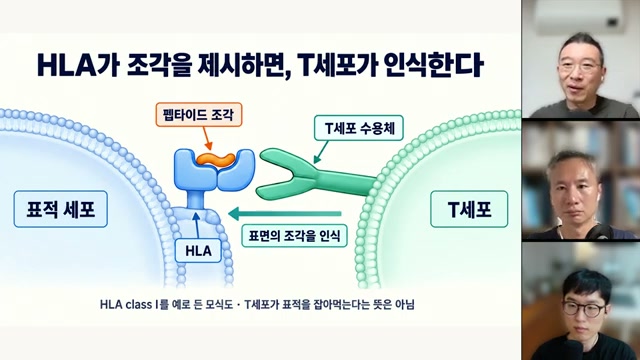 장면 20 - HLA가 세포 표면에 단백질 조각을 제시하는 면역 설명